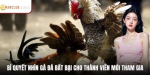 Bí Quyết Nhìn Gà Đá Bất Bại Cho Thành Viên Mới Tham Gia