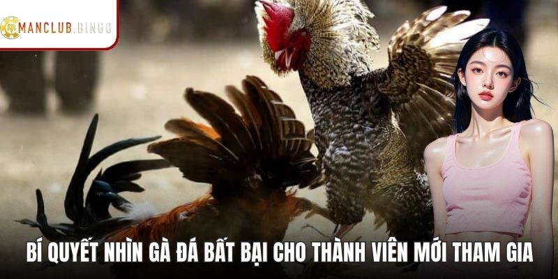 Bí Quyết Nhìn Gà Đá Bất Bại Cho Thành Viên Mới Tham Gia