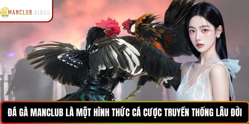 Đá gà MANCLUB là một hình thức cá cược truyền thống lâu đời