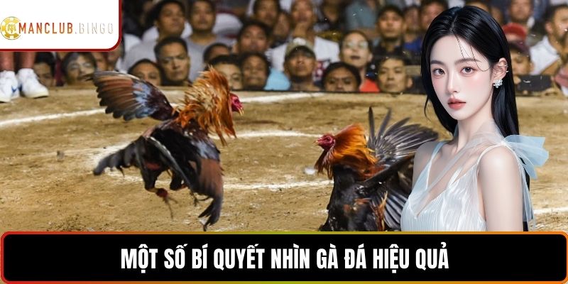 Một số bí quyết nhìn gà đá hiệu quả