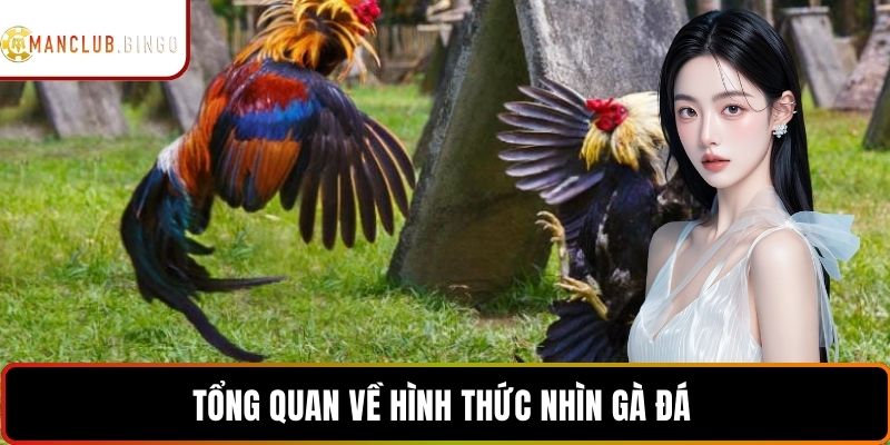 Tổng quan về hình thức nhìn gà đá