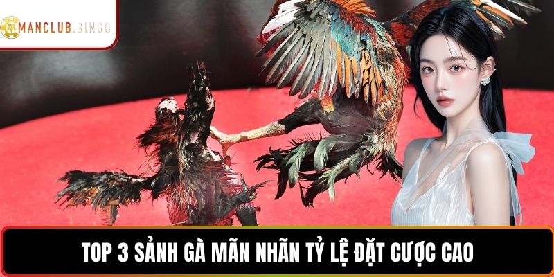 Top 3 sảnh gà mãn nhãn, tỷ lệ đặt cược cao