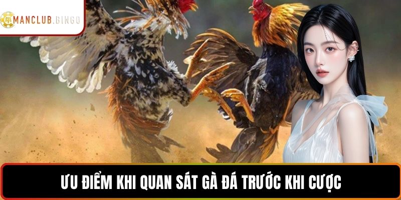 Ưu điểm khi quan sát gà đá trước khi cược